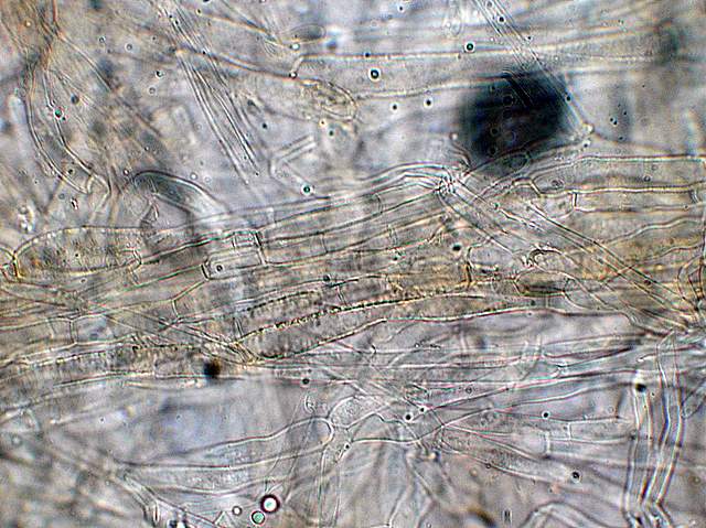 I  Funghi  dopo  l''Uragano